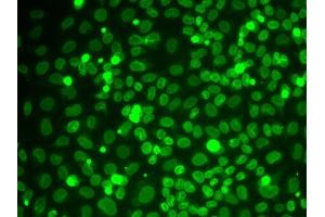 Immunofluorescence (IF) image for anti-Lamin B1 (LMNB1) (AA 397-586) antibody (ABIN3015698)