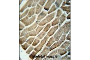 GA1 antibody (N-term) (ABIN654679 and ABIN2844373) immunohistochemistry analysis in formalin fixed and raffin embedded human skeletal muscle followed by peroxidase conjugation of the secondary antibody and DAB staining. (GPAA1 antibody  (N-Term))