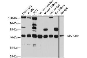 Western blot analysis of extracts of various cell lines, using M antibody (ABIN6130566, ABIN6143553, ABIN6143554 and ABIN6214902) at 1:1000 dilution. (MARCH9 antibody  (AA 277-346))