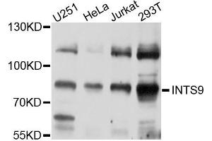 Western blot analysis of extracts of various cells, using INTS9 antibody.
