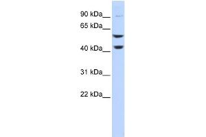 WB Suggested Anti-ATP6V1B2 Antibody Titration: 0. (ATP6V1B2 antibody  (Middle Region))