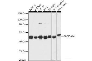 Western blot analysis of extracts of various cell lines using SLC25A24 Polyclonal Antibody at dilution of 1:1000. (SLC25A24 antibody)