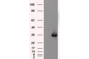 Image no. 2 for anti-Nitrilase Family, Member 2 (NIT2) antibody (ABIN1499737) (NIT2 antibody)