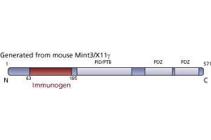 Image no. 1 for anti-Amyloid beta (A4) Precursor Protein-Binding, Family A, Member 3 (APBA3) (AA 63-185) antibody (ABIN968505) (APBA3 antibody  (AA 63-185))