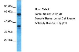 Host: Rabbit Target Name: OR51M1 Sample Type: Jurkat Whole Cell lysates Antibody Dilution: 1.