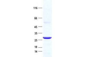 Family with Sequence Similarity 228, Member A (FAM228A) protein (His tag)