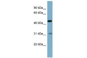 WB Suggested Anti-OMD Antibody Titration: 0.