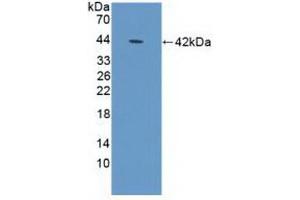 Detection of Recombinant DEFa1B, Human using Polyclonal Antibody to Defensin Alpha 1B (DEFa1B) (DEFA1B antibody  (AA 20-94))