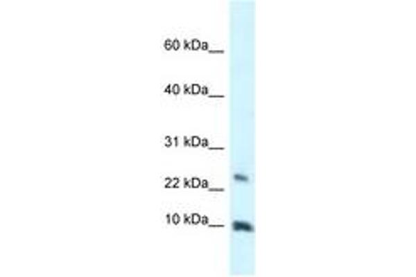 HMGN3 antibody  (C-Term)