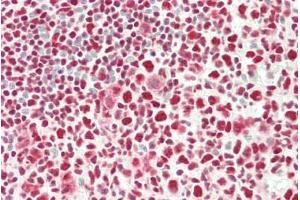 ABIN5539622 (5µg/ml) staining of paraffin embedded Human Tonsil. (c-FOS antibody  (AA 283-295))