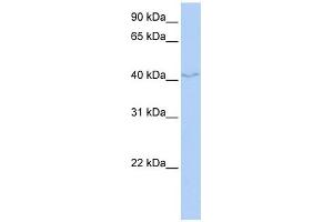 FAM50B antibody used at 1 ug/ml to detect target protein. (FAM50B antibody  (N-Term))