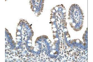 Image no. 1 for anti-MYC Induced Nuclear Antigen (MINA) (N-Term) antibody (ABIN203044) (MINA antibody  (N-Term))