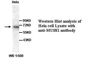 Image no. 1 for anti-MUS81 Endonuclease Homolog (MUS81) (C-Term) antibody (ABIN791077) (MUS81 antibody  (C-Term))