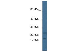 WB Suggested Anti-Mafk Antibody   Titration: 1. (MAFK antibody  (N-Term))