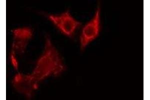 ABIN6275351 staining NIH-3T3 cells by IF/ICC. (PEX7 antibody  (C-Term))