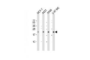 Lane 1: MCF-7, Lane 2: A431, Lane 3: A549, Lane 4: U-87MG cell lysate at 20 µg per lane, probed with bsm-51357M RAB13 (3250CT845. (RAB13 antibody)
