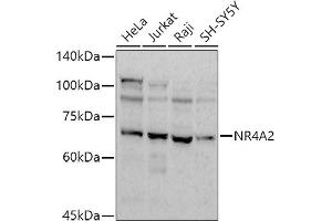 Western blot analysis of extracts of various cell lines, using (ABIN7269020) at 1:1000 dilution. (NR4A2 antibody)