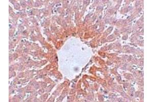 Immunohistochemical staining of rat liver tissue with 5 ug/mL AGTR2 polyclonal antibody . (Angiotensin II Type 2 Receptor antibody  (Internal Region))