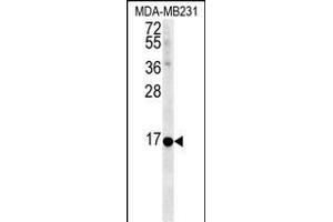 Neuromedin B antibody  (AA 15-42)