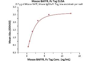 Immobilized Mouse BAFF, Mouse IgG2a Fc Tag, low endotoxin (ABIN5954906,ABIN6253646) at 2 μg/mL (100 μL/well) can bind Mouse BAFFR, Fc Tag (ABIN5526590,ABIN5526591) with a linear range of 0. (TNFRSF13C Protein (AA 10-71) (Fc Tag))