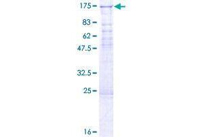 EHMT1 Protein (AA 1-808) (GST tag)