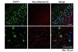 ABIN2560845 (10µg/ml) staining of paraffin embedded Mouse Cerebral Cortex. (ZNRF1 antibody  (Internal Region))