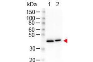 Western Blot of Mouse anti-N-Term Beta Actin Monoclonal Antibody. (beta Actin antibody  (N-Term))