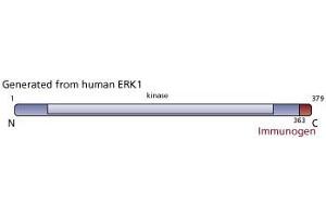 Image no. 2 for anti-Mitogen-Activated Protein Kinase 3 (MAPK3) (C-Term) antibody (ABIN967398) (ERK1 antibody  (C-Term))