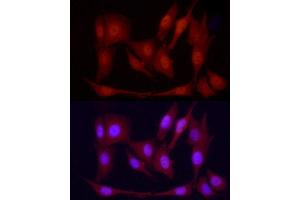 Immunofluorescence analysis of PC-12 cells using PGC1α Rabbit pAb  at dilution of 1:100 (40x lens). (PPARGC1A antibody  (C-Term))