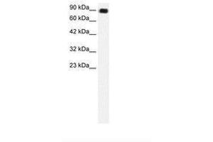 ZNF828 antibody  (AA 261-310)