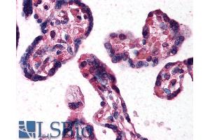 ABIN185275 (10µg/ml) staining of paraffin embedded Human Placenta. (DKK1 antibody  (C-Term))