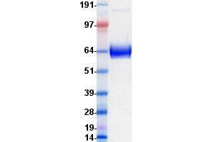 Validation with Western Blot (CD14 Protein (CD14) (Fc Tag))