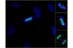 Immunofluorescence (IF) image for anti-ZW10 Interactor (ZWINT) (C-Term) antibody (ABIN7448923) (ZWINT antibody  (C-Term))