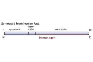 Image no. 2 for anti-Fas Ligand (TNF Superfamily, Member 6) (FASL) antibody (ABIN967520) (FASL antibody)
