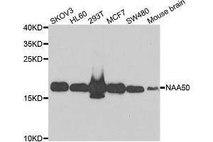Western blot analysis of extracts of various cell lines, using NAA50 antibody. (NAA50 antibody)