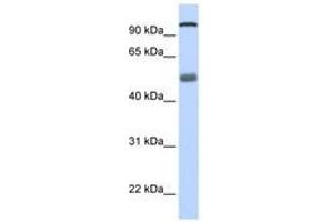 Image no. 1 for anti-DEAH (Asp-Glu-Ala-His) Box Polypeptide 32 (DHX32) (N-Term) antibody (ABIN6740491) (DHX32 antibody  (N-Term))