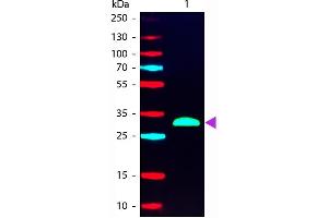 Western blot of Phycoerythrin conjugated Goat F(ab’)2 Anti-Human IgG F(c) Pre-Adsorbed secondary antibody. (Goat anti-Human IgG (Fc Region) Antibody (PE) - Preadsorbed)