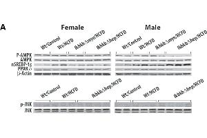 PPARD antibody