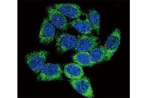 Confocal immunofluorescent analysis of AHR antibody with HeLa cells followed by Alexa Fluor 488-conjugated goat anti-rabbit lgG (green). (Aryl Hydrocarbon Receptor antibody  (AA 555-582))