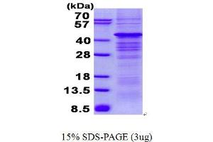 Image no. 1 for Protein Kinase, AMP-Activated, beta 1 Non-Catalytic Subunit (PRKAB1) protein (His tag) (ABIN1098443) (PRKAB1 Protein (His tag))