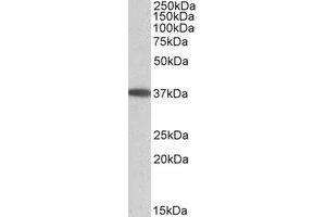 AP21515PU-N MOGAT2 Antibody staining of Human Duodenum lysate at 0.