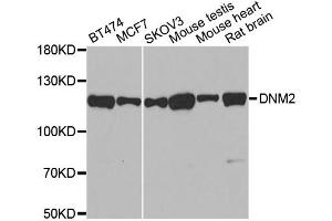 Western blot analysis of extracts of various cell lines, using DNM2 antibody (ABIN5970189) at 1/500 dilution.