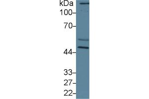 Western Blot; Sample: Mouse Cerebrum lysate; Primary Ab: 2µg/ml Rabbit Anti-Human CRT Antibody Second Ab: 0. (Calreticulin antibody  (AA 196-310))
