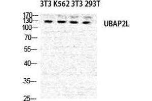 Western Blot (WB) analysis of NIH-3T3 K562 NIH-3T3 293T cells using NICE4 Polyclonal Antibody. (UBAP2L antibody  (Internal Region))