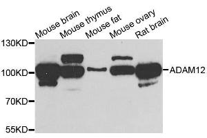 ADAM12 antibody  (AA 589-738)