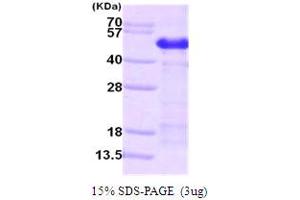 SDS-PAGE (SDS) image for Calumenin (CALU) (AA 20-315) protein (His tag) (ABIN667104) (CALU Protein (AA 20-315) (His tag))