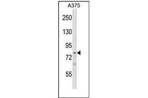 Western blot analysis of PHF21A Antibody (Center) in A375 cell line lysates (35ug/lane).