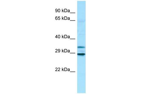MTX3 anticorps  (N-Term)