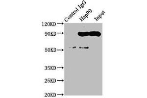 Immunoprecipitating Hsp90 in Hela whole cell lysate Lane 1: Rabbit control IgG instead of ABIN7127552 in Hela whole cell lysate. (Recombinant HSP9AA1 antibody)