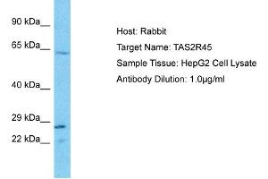 Host: Rabbit Target Name: TAS2R45 Sample Type: HepG2 Whole Cell lysates Antibody Dilution: 1. (TAS2R45 antibody  (C-Term))